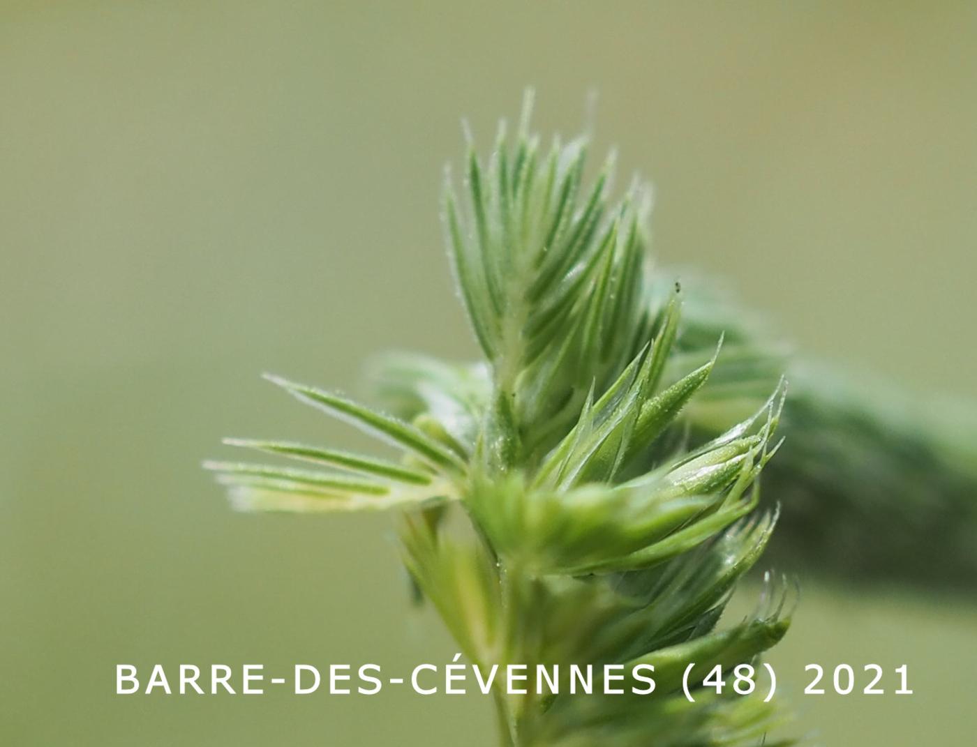 Hair-grass, Crested flower